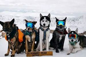 她帶領著一群雪橇犬，爬上了4300多米的雪山，這體驗很酷