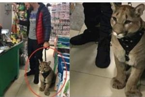 在寵物店竟看見有人帶「大貓」來買衣服！當牠試穿衣服時，牠的反應讓店員都不敢置信！