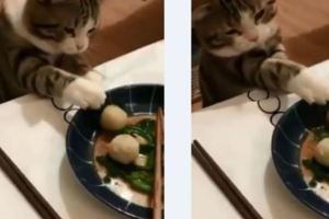 貓咪偷吃魚丸，十五分鐘後鏟屎官崩潰：從來沒有見過這麼蠢的貓