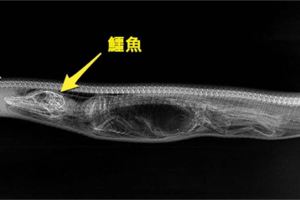 這隻蟒蛇「吞下鱷魚」後，科學家決定連拍牠7天X光，沒想到才到「第3天」就嚇壞眾人