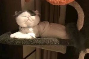 養了一隻加菲貓，臉長得比包子還圓，網友一看：這是個假貓吧！