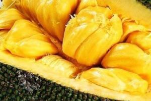 菠蘿蜜一身都是寶，除了果肉以外，果皮也有些很多的作用。可治療淋巴管炎、痔瘡等疾病