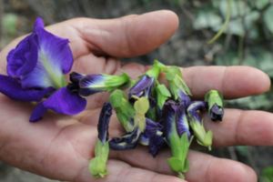 -蝶豆花青素增加胰島素分泌降低糖尿病風險!利尿、、抗糖尿病等等