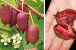 獼猴桃眾多品種當中，軟棗獼猴桃，算的是「貴族，比葡萄蘋果都好吃！
