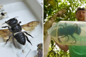 賀「世界最大蜜蜂」沒有滅絕　他捕獲活生生的一隻讓科學家超興奮