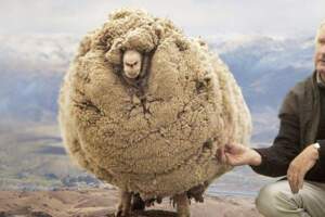 不想剃毛…　牠越獄後「逃家6年」被抓回　「27公斤毛全剃」：羊界傳奇