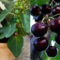這5種懶人果樹，好打理、易結果，果子多得你都不用花錢再買水果啦！超省錢！