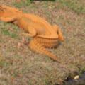 美國河畔出現一隻「激似美國總統川普」的鱷魚，照片一上傳牠已經紅遍整個美國了！
