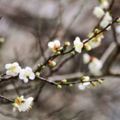 寒流發威，梅花綻放似雪全台「遊」梅景，千萬不要錯過