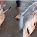 這隻鯊魚雖然死了，但肚子裡依然有東西在「蠕動」！當他們用刀劃開鱷魚肚子時，大家嚇壞了！