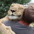 男子救起被遺棄的奄奄一息的母獅子，後來他們見面了，獅子衝向男子......原來只為給他一個擁抱！！！