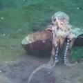 潛水員驚見「章魚拎椰子殼跑路」超Q　發現敵人「停下來一個move」科學家笑翻：牠很聰明～