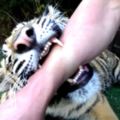 超狂牙醫徒手幫老虎拔牙　一拔完牠7pupu直接開咬了