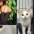 泰國正妹DJ偽裝愛貓人士　殘忍殺貓分屍賣器官