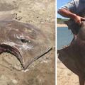 豹紋大魟魚被咬出「香奈兒」傷口，網友猜測凶手應該是「牠」，讓人忍不住毛骨悚然！