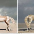 24種「宛如從夢裡跑到現實中」毛色超獨特的馬