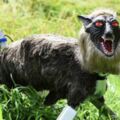 日本開發「機器狼」取代真狼護農田　野生動物被嚇退1公裡不敢靠近　