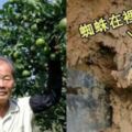 農民鋤地發現泥土硬硬的，挖開以為是古董...牠一動才知是「中國最古老蜘蛛」！