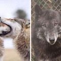 喜歡到想把愛人吃下去？狼會用「一口吞」表達愛意　看到人類「整個頭消失」忍不住噴笑！