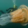 為環保潛水「巧遇超巨大水母」　生物學家：這就是我們要守護海洋的原因