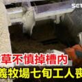 疑碾牧草不慎掉槽內嘉義牧場七旬工人喪命