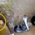 2隻貪玩的小狗失去平衡掉進了「有一條眼鏡王蛇」的淺井裡，但接下來發生的事...太不可思議了！