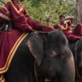 吳哥窟園區勒令禁止騎象 2020年起實施