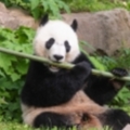 貓熊貝貝滿4歲 即將揮別華府返回中國