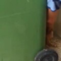  轉發 微博 Qzone 微信 垃圾桶旁發現一隻被罐頭卡住腦袋的貓咪，得救後表現令人心寒