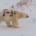 北極熊被塗「T-34坦克」字樣 俄國學者：死不了