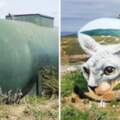 藝術家神畫技讓「油罐箱變透明」　草皮出現「巨大無毛貓」網驚嘆：看不出原形了