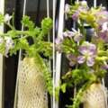 蘿蔔丟窗邊3個禮拜　開出超美「粉嫩紫花」網驚艷：好想種～