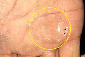 這是什麼？網友在水裡捕捉到「神秘半透明物體」，抓起來才發現「牠不是水母」...網友：超詫異！