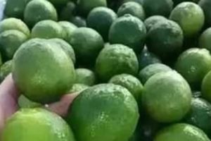 青檸檬秘方，不僅降糖快，還能預防心肌梗塞，降三高，見效快，但是很少人知道！