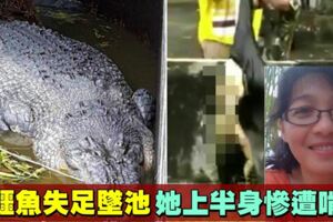 餵鱷魚墜池慘被啃食　女子半個身體消失