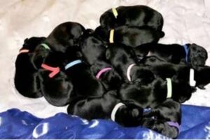 拉布拉多媽咪超會生　一次產下13隻「黑到發亮的小奶狗」自豪微笑