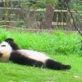 被熊貓的奇葩睡姿萌哭了