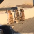司機好奇的對這三隻貓咪偷拍，想不到下一秒竟遭喵們白眼怒瞪，實在太兇了！