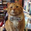 9歲老橘貓因為「壞脾氣+愛滋病」一直沒人領養，書店主人抱回家後…所有客人都因為牠一再回訪！