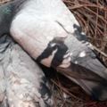 雌鴿去世到完全風化歷時超過7個月，雄鴿始終不離不棄，無償的愛讓人淚崩！