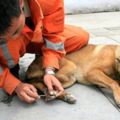 熊本搜救犬被碎玻璃劃傷腳掌依然忍住不吭聲，看到牠們又累又傷的模樣大家都無法不感動落淚了！