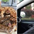 外國網友撿到懷孕貓媽媽生了一窩小貓，小貓「越長越奇怪」帶去檢查後發現撿到寶！