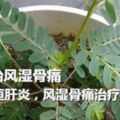 爺爺最愛的野草，小時候以為沒用，現在才知道對風濕骨痛有幫助