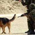 英國退伍軍犬「被確認無用後竟然被這樣對待」，軍方扯到令人震怒的決定簡直不是人！