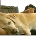 「記得我嗎？」相隔11年，導盲犬退休後回到最初的主人家中，仍記得主人與家的一切令人感動（影片）