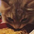 主人在吃泡麵，貓咪忍不住也上前聞一聞：咦，主人，這個我能吃嗎