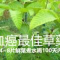 治療血癌最佳草藥：岩陀葉4~8片鮮葉煮水喝100天內可痊癒