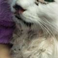 網友救助一隻流浪貓，照顧一周後發現不對勁，這眼球是綠色的？