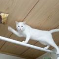 家裡的貓咪太貪吃，主人決定把零食吊在天花板上，結果......