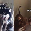 哈士奇和比特犬打架，哈士奇突然使用大絕招「親了下去」瞬間制服比特犬！